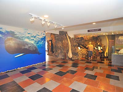 Cachalote Museum